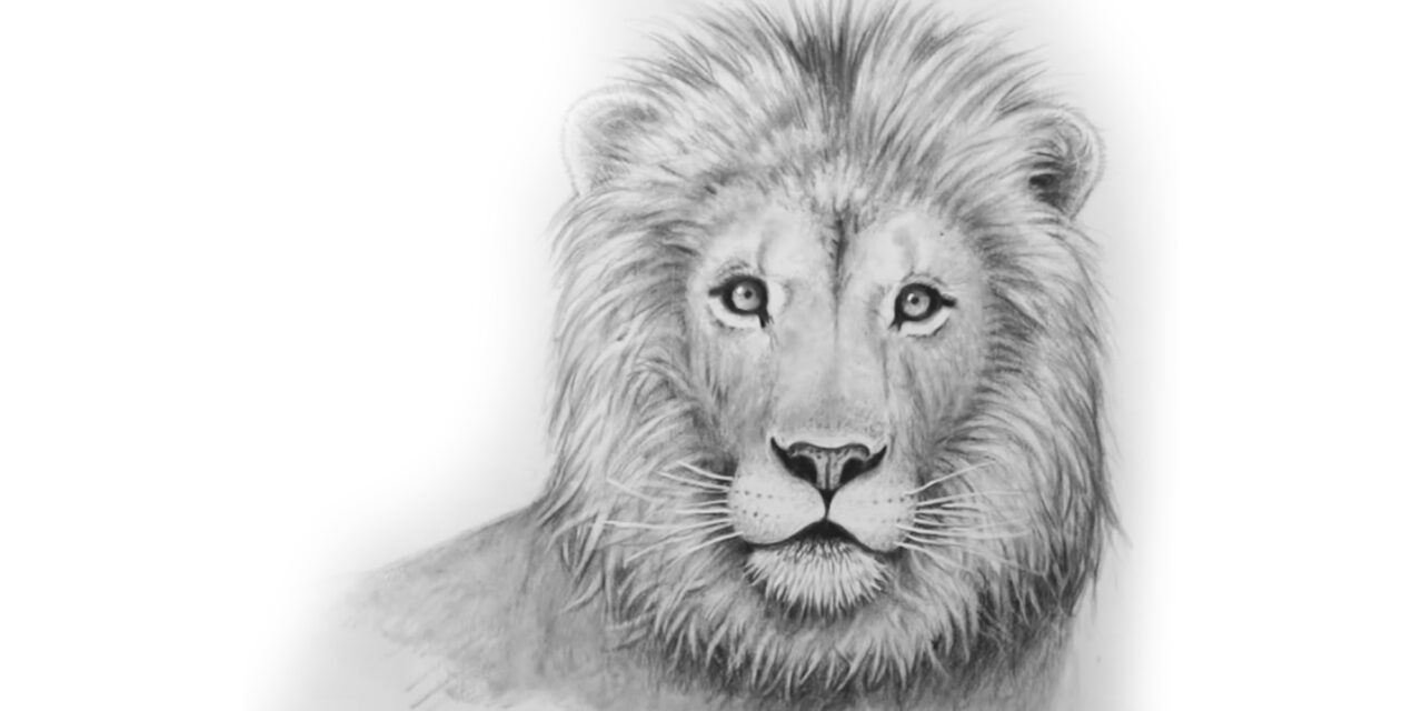 lion sketch