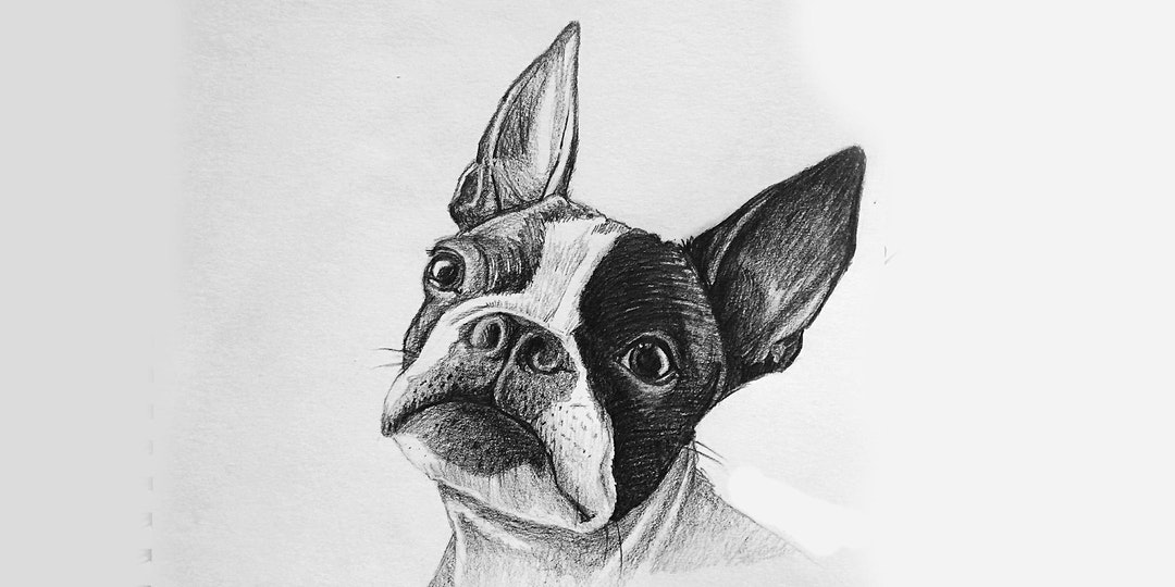 image of sketch of french bull dog