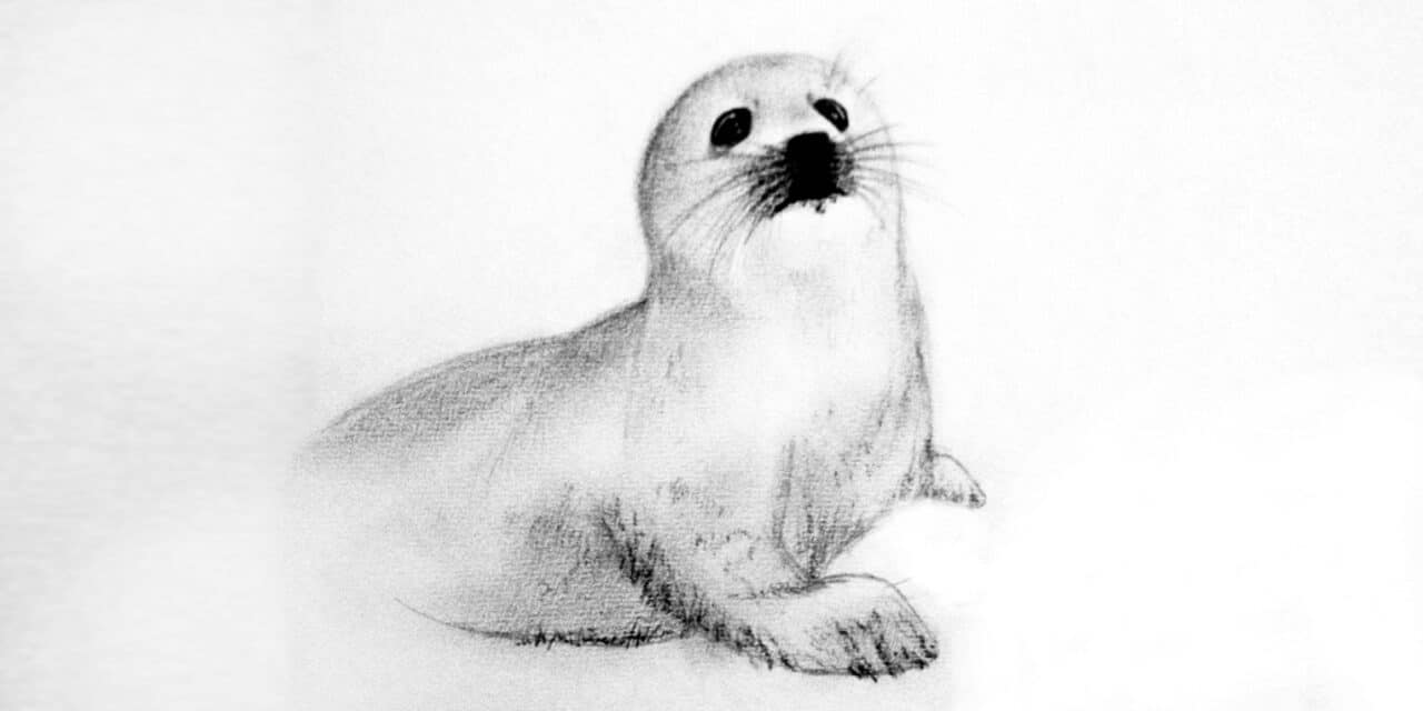 seal sketch