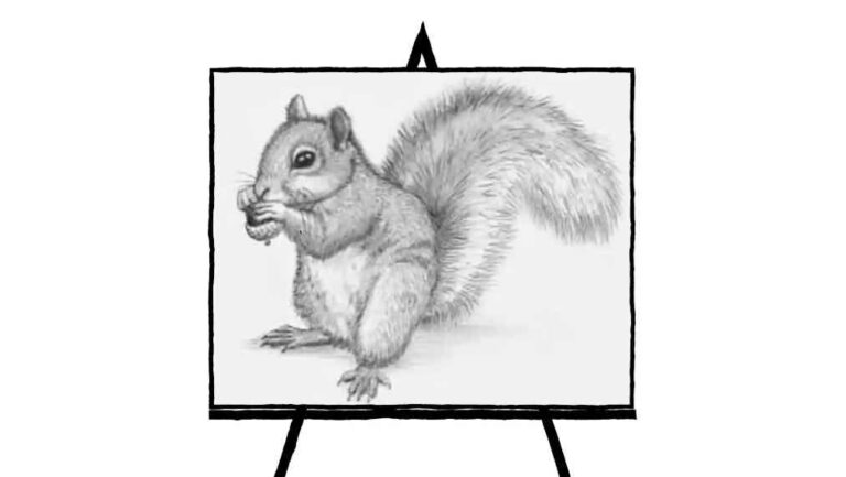 pencil sketch of squirrel