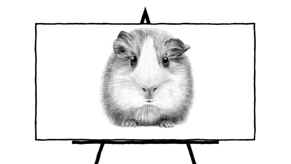 sketch of guinea pig