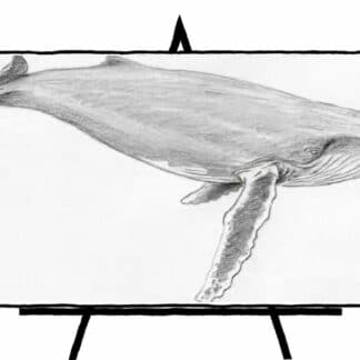 pencil sketch of whale