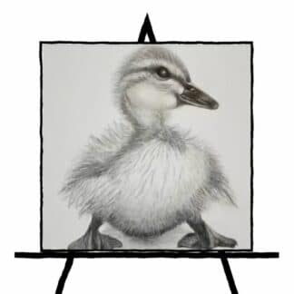 black and white pencil sketch of duckling
