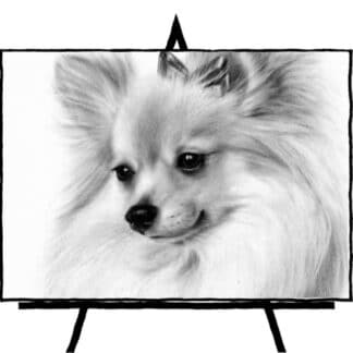 black and white pencil sketch of pomeranian dog face