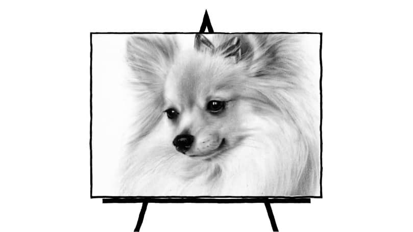 black and white pencil sketch of pomeranian dog face