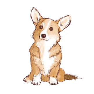 two color corgi dog pencil sketch