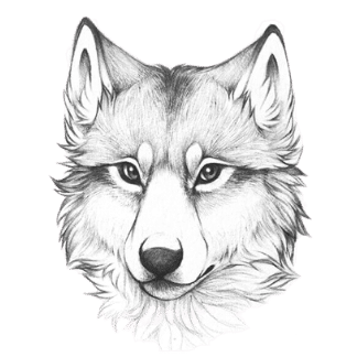 fox head sketch