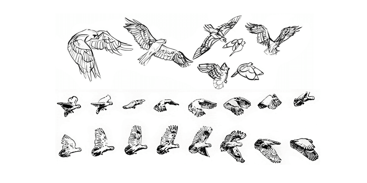 Birds in Flight - positioning​