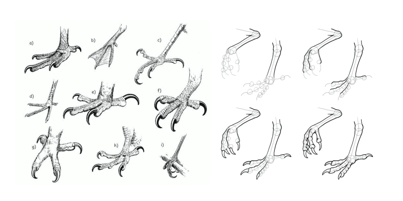 Bird Bodies and Legs
