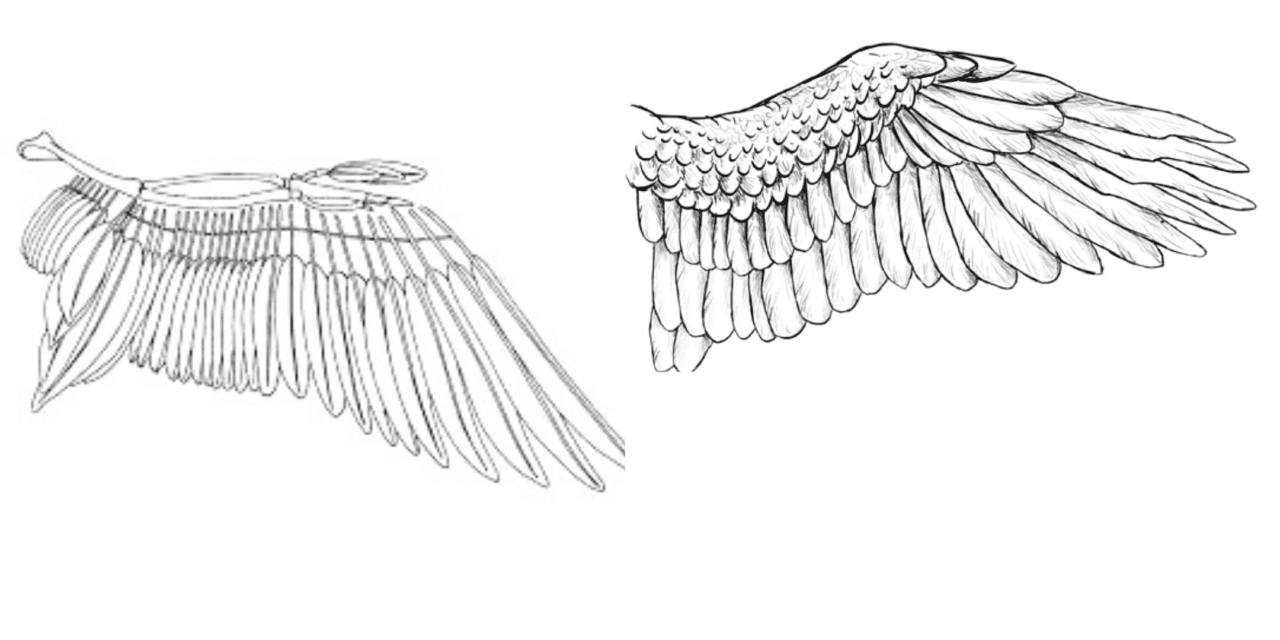 Wings and Feathers for Flight