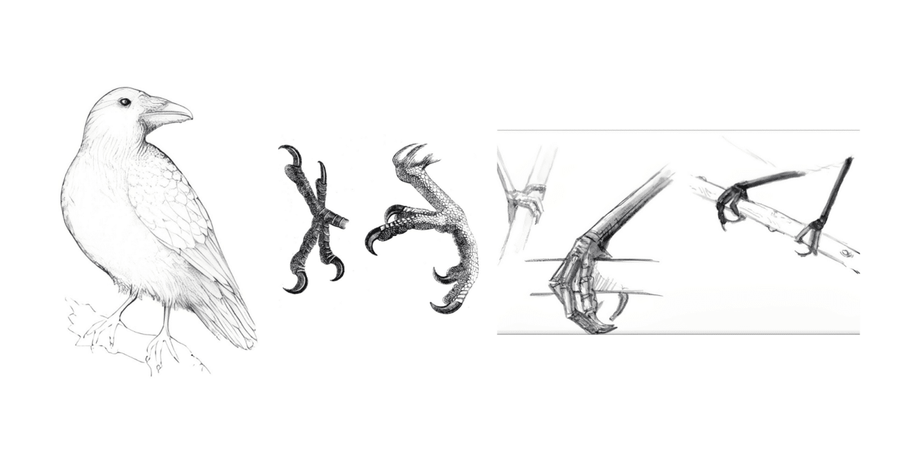Bird Feathers, Legs, and Beaks