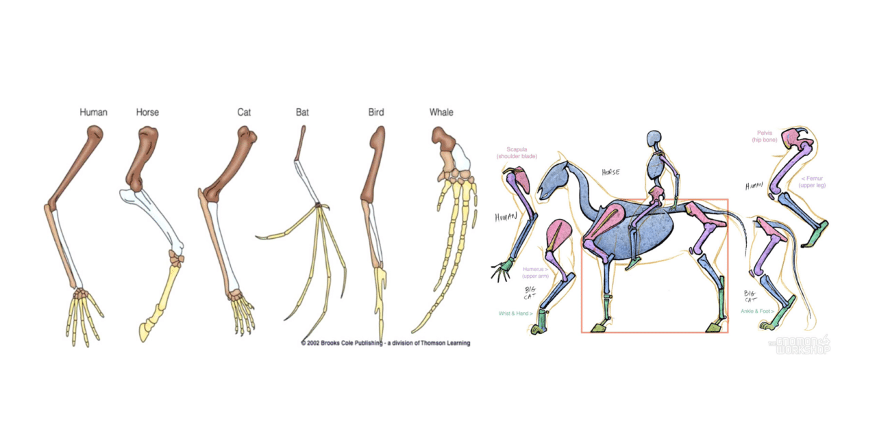 Mammal Body Types