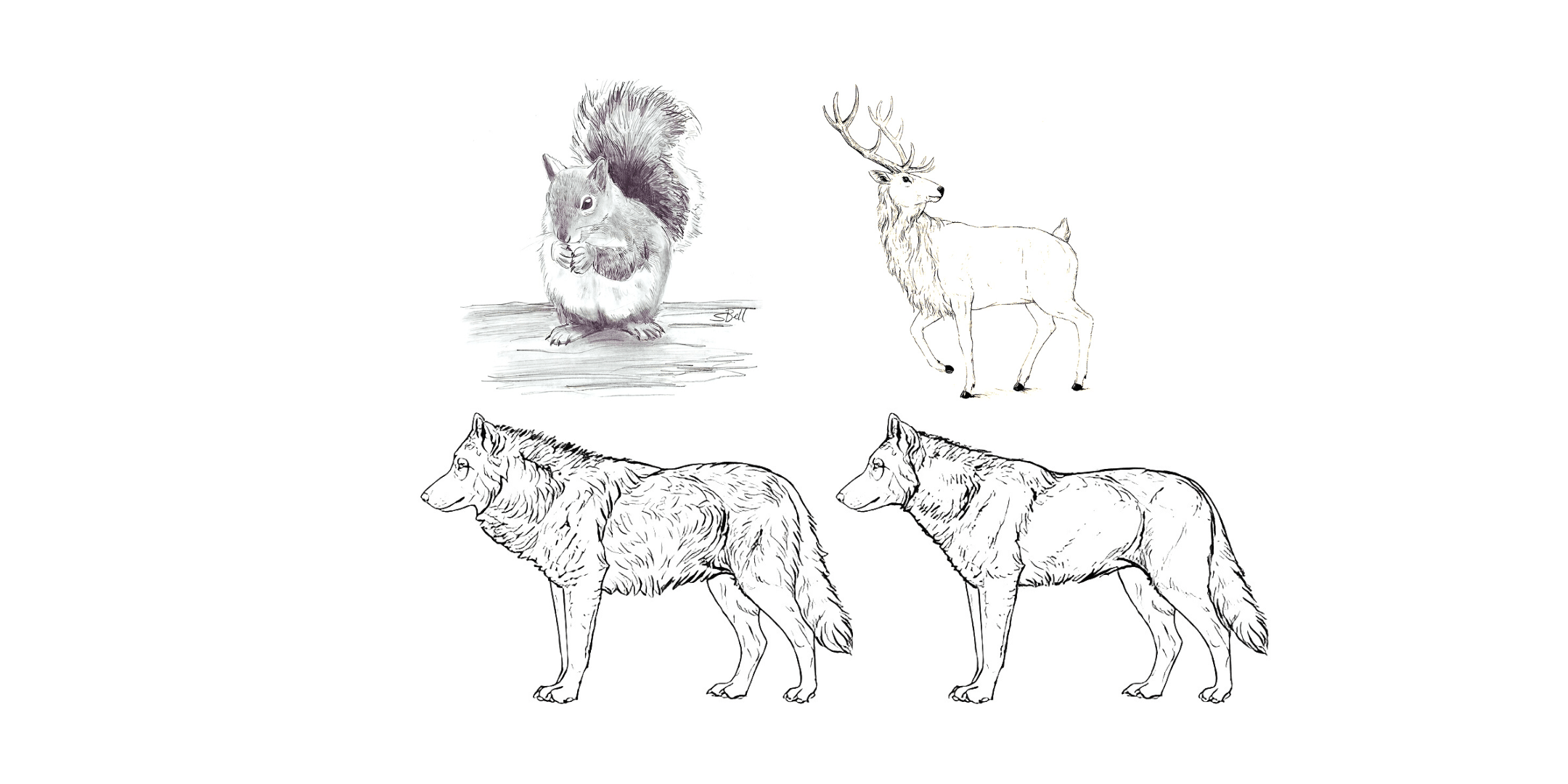 Mammal Fur: Form and Function